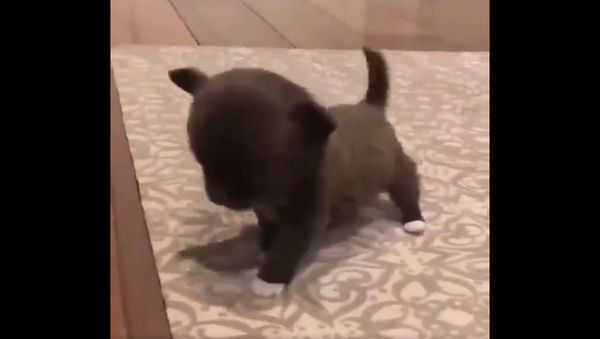 One smol Step  - Sputnik International