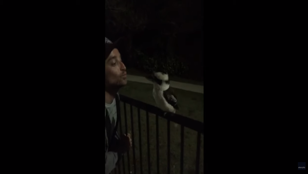 Aussie Man Woos, Kisses Lonesome Kookaburra - Sputnik International