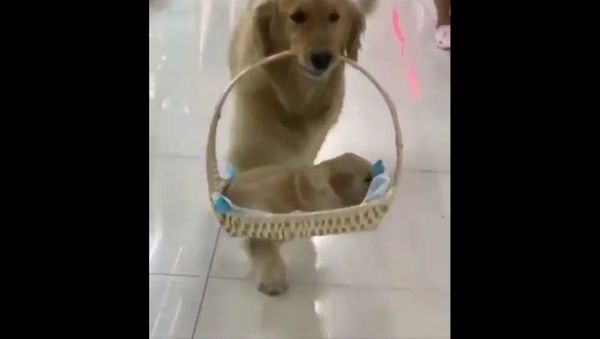 Cute present - Sputnik International
