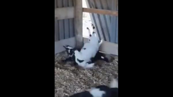 Goat - Sputnik International
