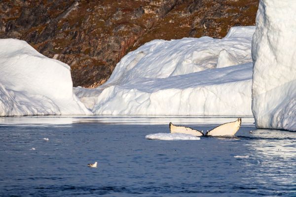 Eternal Ice Retreats Before Rusarc's Expedition to Greenland - Sputnik International