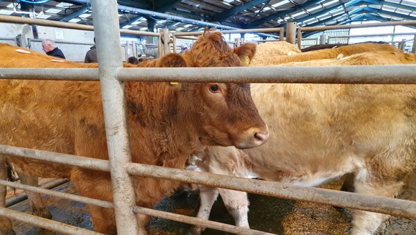 Cows in Northern Ireland - Sputnik International