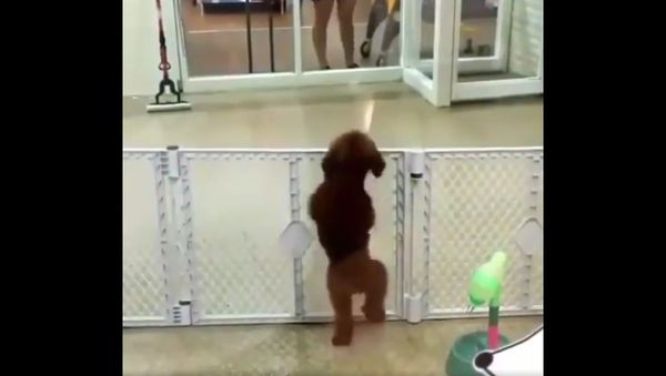 DO YOU LIKE MY MOVES? - Sputnik International