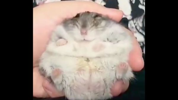 Never seen a jiggling fluff ball before? - Sputnik International