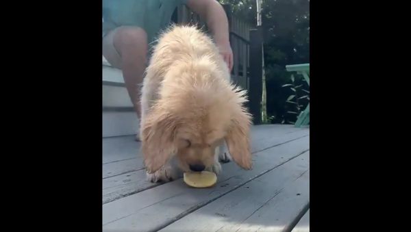 Watch this pupper try the lemon challenge - Sputnik International