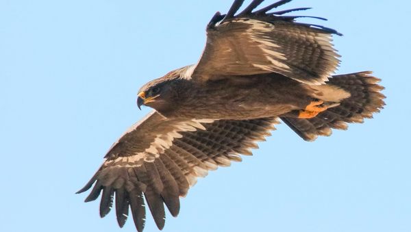 Steppe Eagle (Aquila nipalensis) - Sputnik International