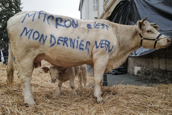 A cow with Macron, it is my last calf spray-painted on its flank stands in front of the Haute-Saone Prefecture in Vesoul, eastern France, on October 22, 2019 during a demonstration organised by the Young Farmers (JA) and the Federation of Farmers' Unions (FNSEA) to protest against international trade agreements, unfair competition and agribashing. A cow with Macron, it is my last calf spray-painted on its flank stands in front of the Haute-Saone Prefecture in Vesoul, eastern France, on October 22, 2019 during a demonstration organised by the Young Farmers (JA) and the Federation of Farmers' Unions (FNSEA) to protest against international trade agreements, unfair competition and agribashing. - Sputnik International