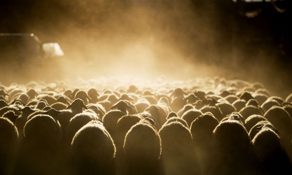 A flock of sheep walks to grassland near the Lake Sevan in Armenia. A flock of sheep walks to grassland near the Lake Sevan in Armenia. - Sputnik International