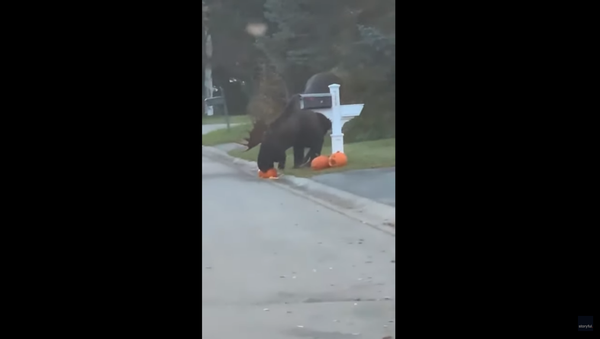 Hungry Alaskan Moose Devours Carved Pumpkins Ahead of Halloween - Sputnik International