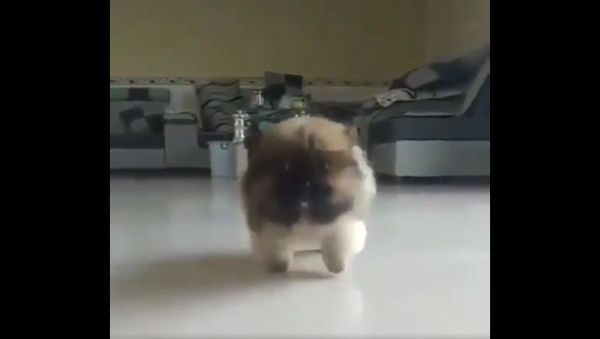 Cutes walk ever seen - Sputnik International