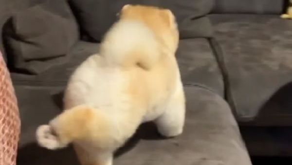 Pomeranian doing yoga and stretching - Sputnik International