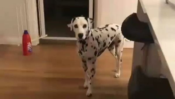 Dog - Sputnik International
