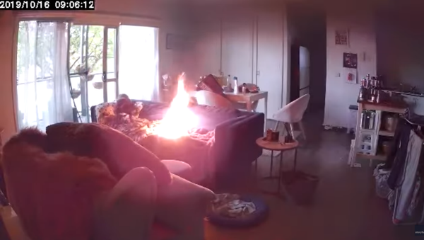 Arsonist Puppy Sets Melbourne Apartment on Fire - Sputnik International