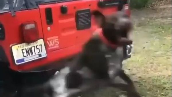Levitating dog preventing owner from washing his car - Sputnik International
