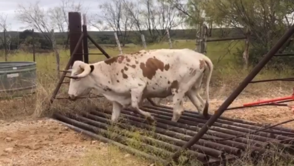 Texas Longhorn Shows No Fear, Gracefully Crosses Cattle Grid - Sputnik International