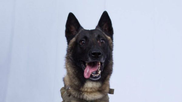 Conan the dog  - Sputnik International