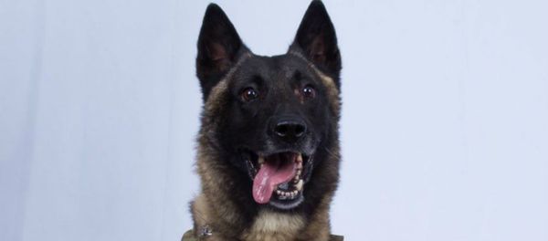 k9 dog that was presumably injured during the al-Baghdadi raid - Sputnik International