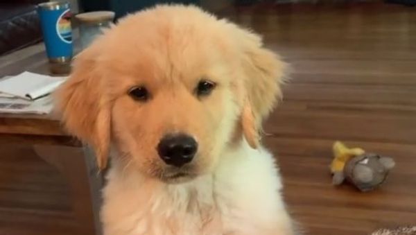 Golden retriever puppy trying to catch water - Sputnik International