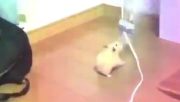 Mouse - Sputnik International