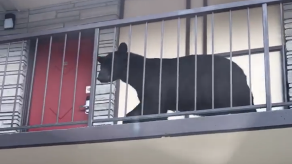 Black Bear Wanders Onto Tennessee Motel - Sputnik International