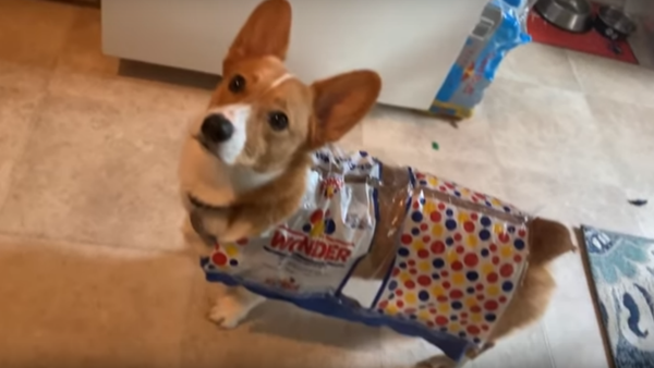 Adorable Corgi Dons Wonder Bread Halloween Costume - Sputnik International