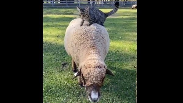 Cat and sheep - Sputnik International