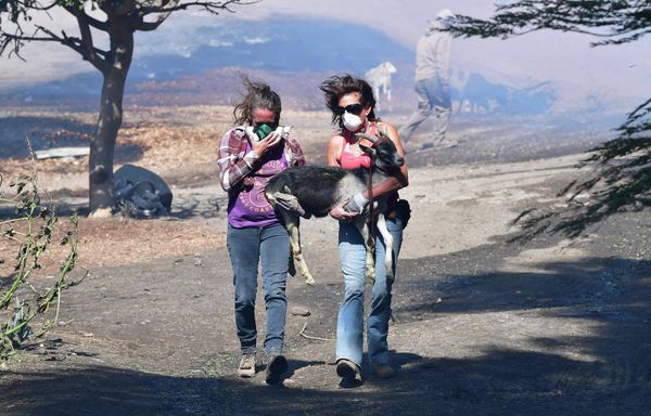 Robyn Phipps (L) and Laura Horvitz help rescue a goat from a ranch near the Ronald Reagan Presidential Library in Simi Valley during the Easy Fire in Simi Valley, California on October 30, 2019. - Sputnik International
