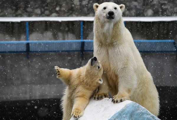 Polar bear Gerda and her cub at the Novosibirsk Zoo - Sputnik International