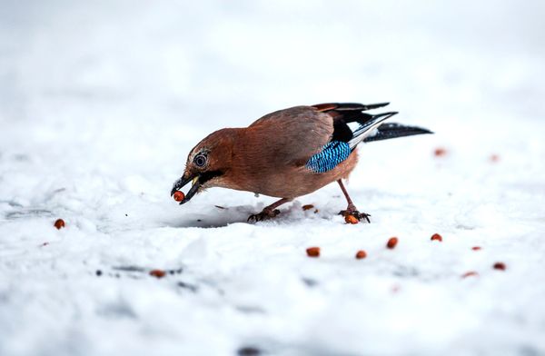 A jay in a snowy park in Petrozavodsk.  - Sputnik International