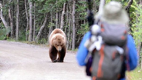 Man vs. Bear - Sputnik International