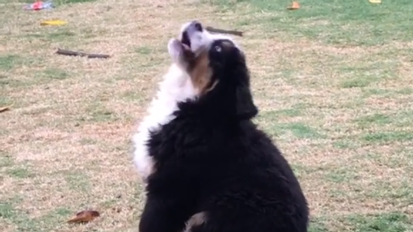 Puppy and rain - Sputnik International