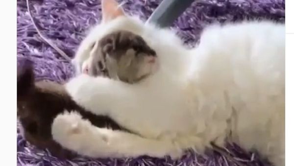 A cat and an otter - Sputnik International