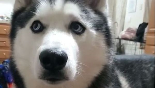Adorable Husky - Sputnik International