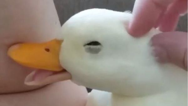Cute Duck - Sputnik International