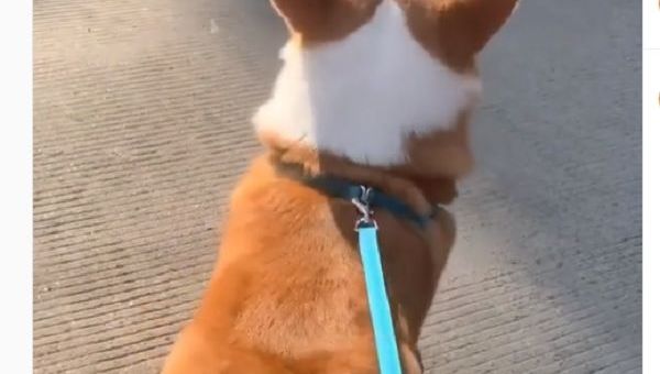 Corgi - Sputnik International