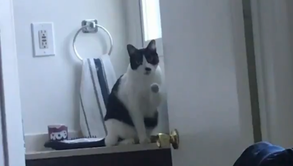 Silly Cat Shakes Paw at Lounging Owner - Sputnik International