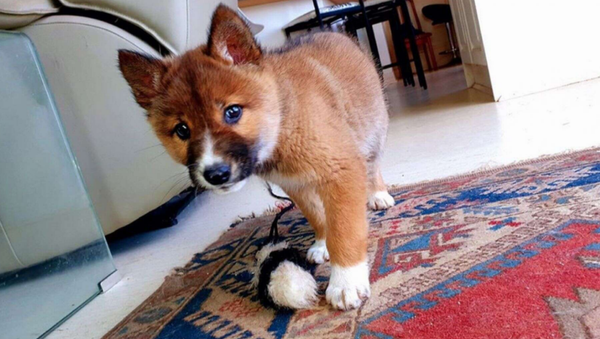 DNA Test Reveals Stray Puppy is Rare Purebred Australian Dingo - Sputnik International