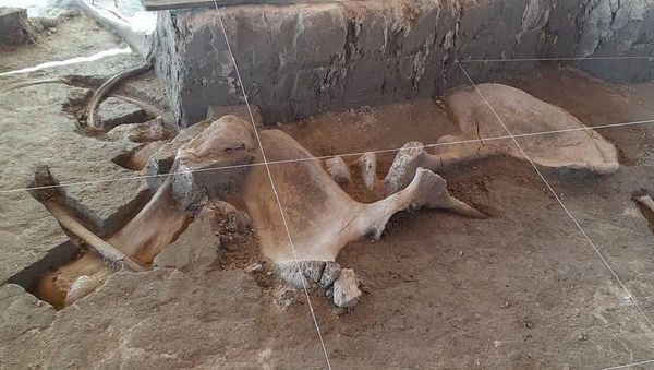 Researchers from Mexico's National Institute of Anthropology and History, during an excavation on land slated to be used as a garbage dump in the Tultepec neighborhood just north of Mexico City, have discovered ancient traps designed for hunting a woolly mammoth - Sputnik International