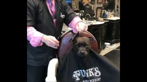   Barber - Sputnik International
