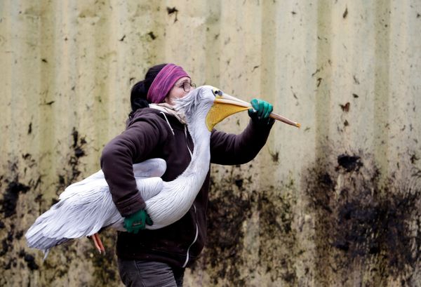 This Week in Pictures: 2-8 November This Week in Pictures: 2-8 November - Sputnik International