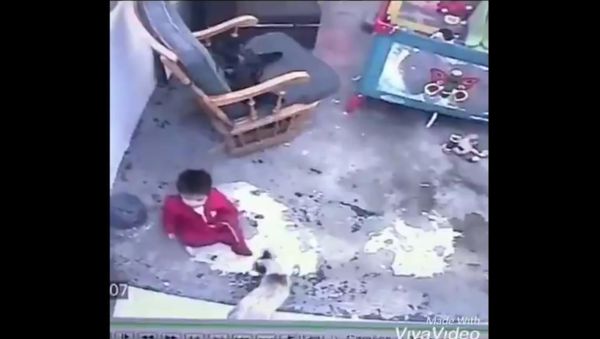 A screenshot from a video. A cat saves a toddler. - Sputnik International