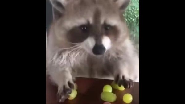 Raccoon  - Sputnik International