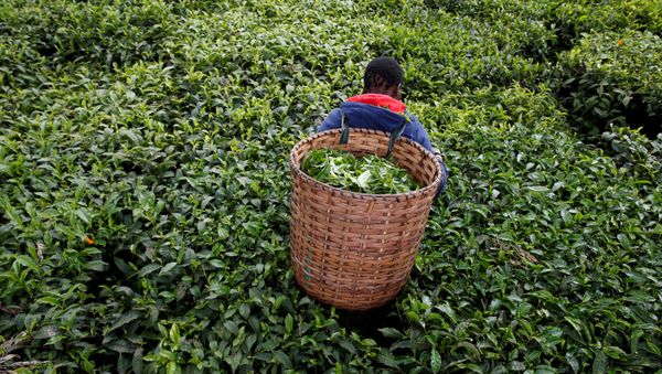 A woman picks tea leaves at a plantation in Kiambu County, near Nairobi, Kenya, April 26, 2018 - Sputnik International