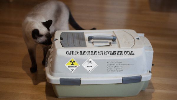 Schrödinger's cat carrier - Sputnik International