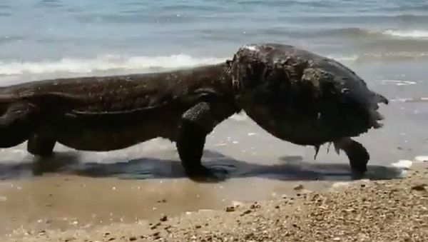 Monitor lizard - Sputnik International