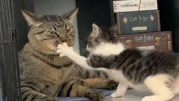 Cats - Sputnik International