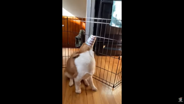 Hello College Life! Lovable Corgi Rapidly Chugs Puppuccino - Sputnik International