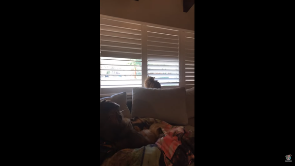 Clever House Cat Owns Dad Amid Blind Brawl - Sputnik International