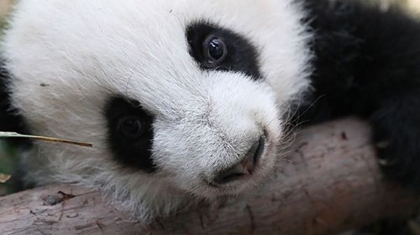 Panda - Sputnik International
