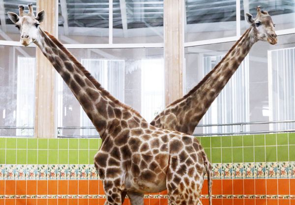 This Week in Pictures: 9-15 November - Sputnik International